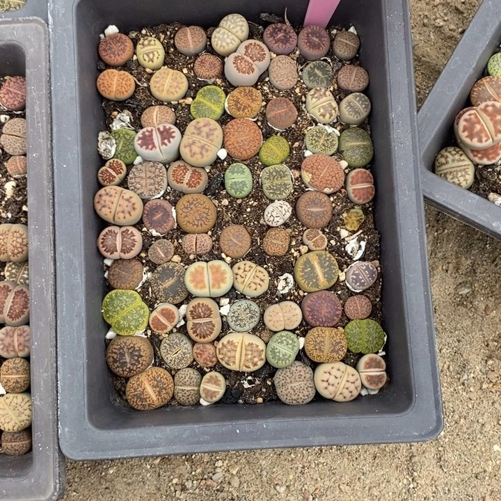 一***锦生石花的季节到啦405