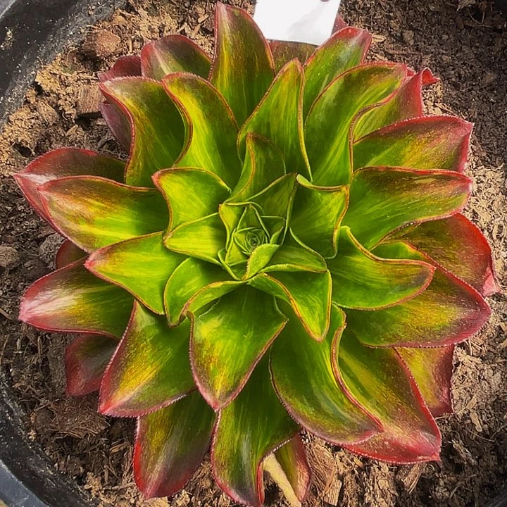 法师锦多肉魅影彩470