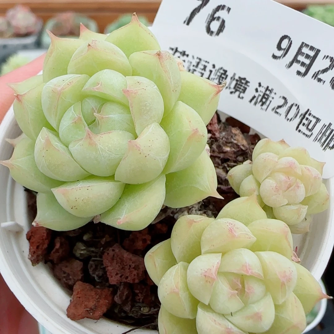 花语逸镜0928-76整