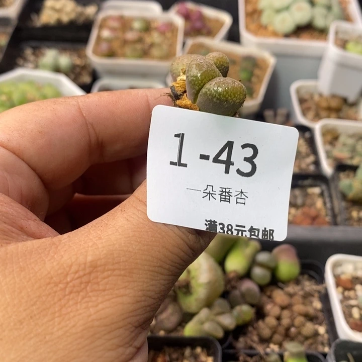 _***丶2556666666666666999