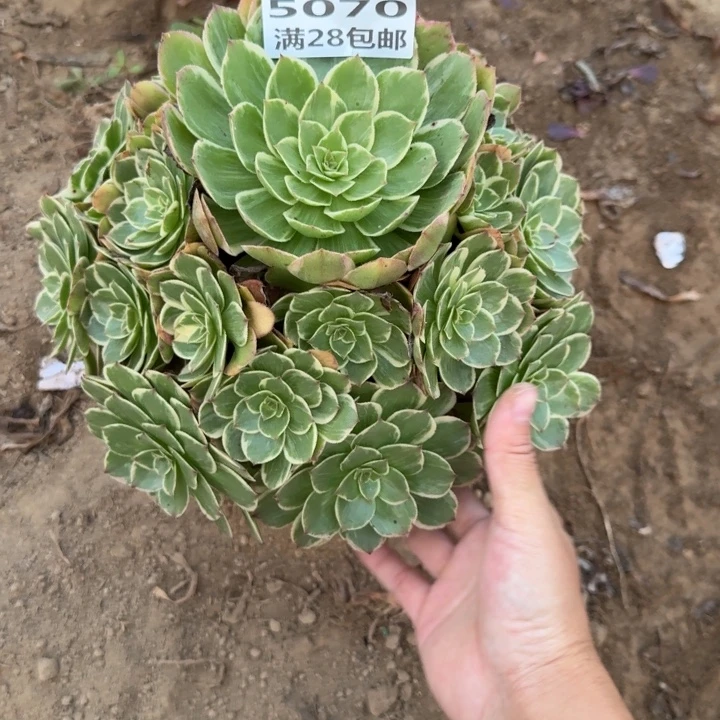 5070二号棚莲花座N