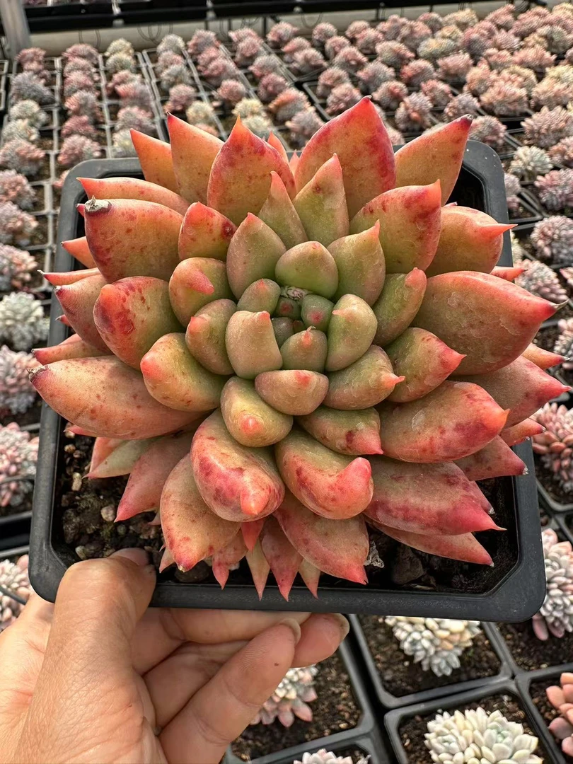 13#黄金美人多肉植物 前男友精品多肉