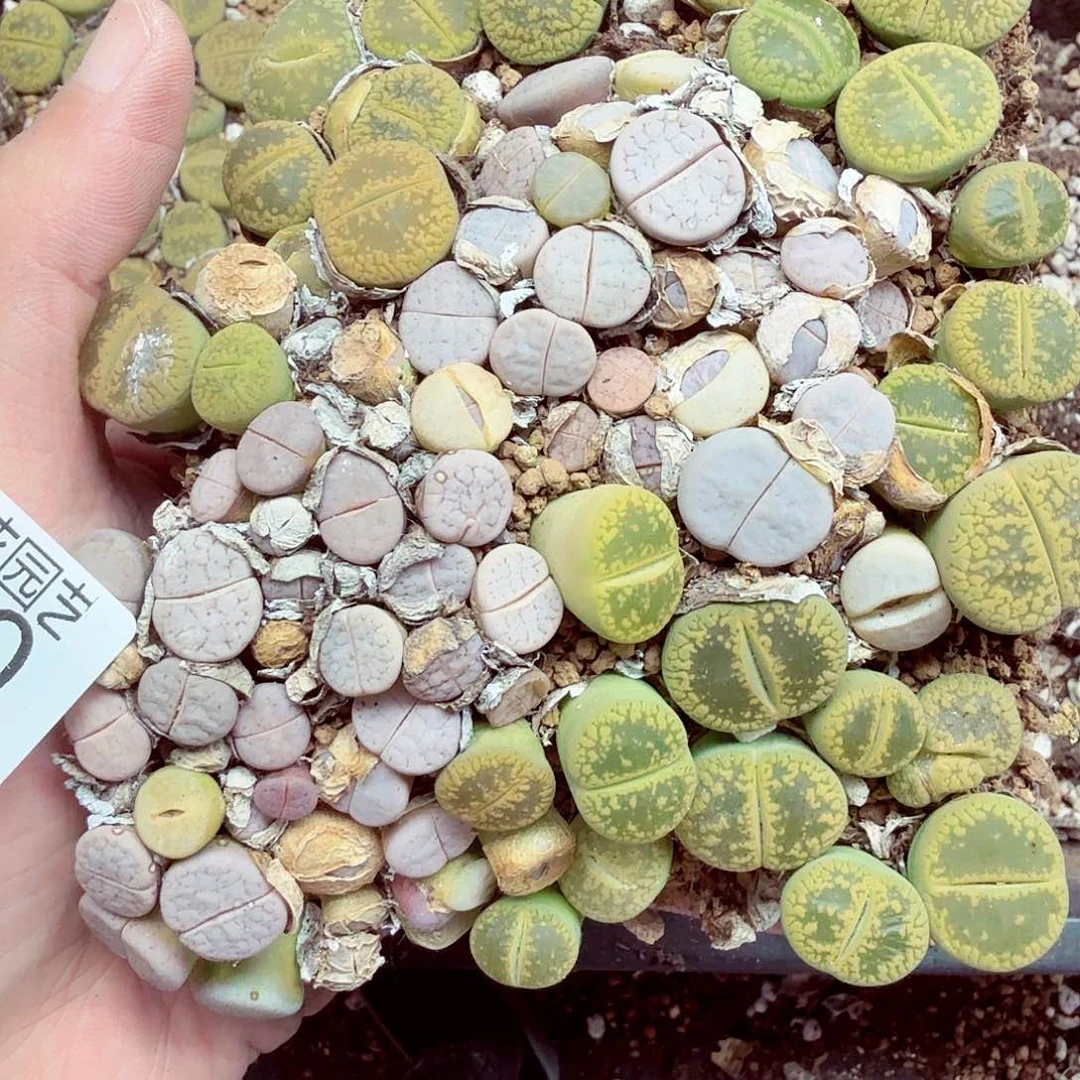 你不去你们公司的嘛110