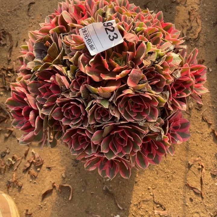 多肉粉女妖法师923