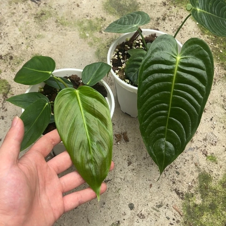 不开花植物Pe蔓绿绒+火鹤王