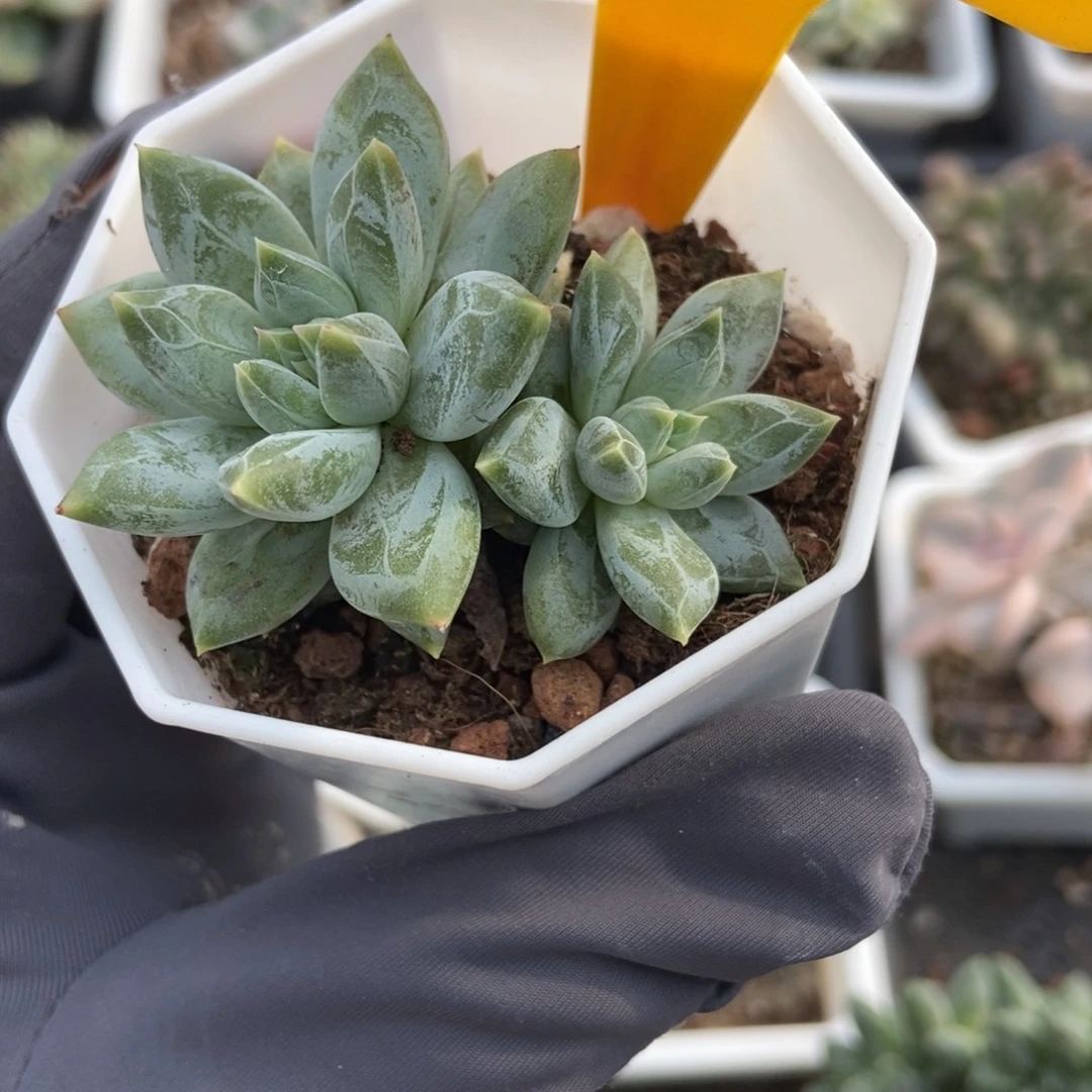 2108伊丽莎白多肉植物