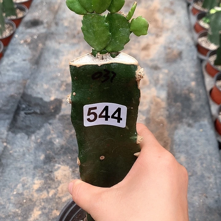 544嫁接蟹爪兰：037（随单）