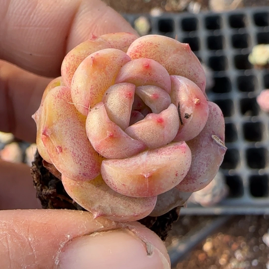 多肉小卡拉米糖心一物一拍