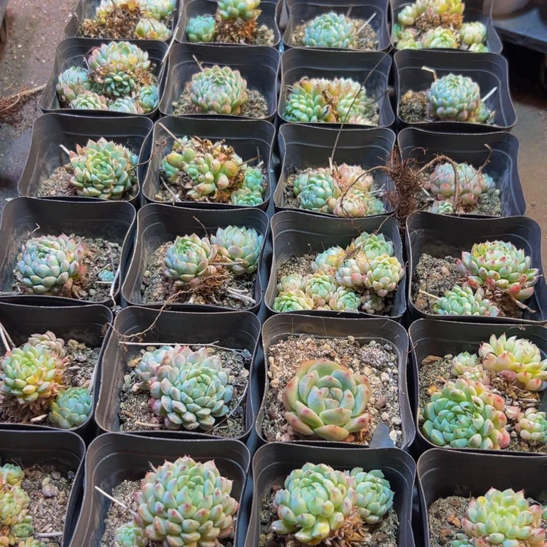 107谢谢纯纯粹粹vvvvv吧