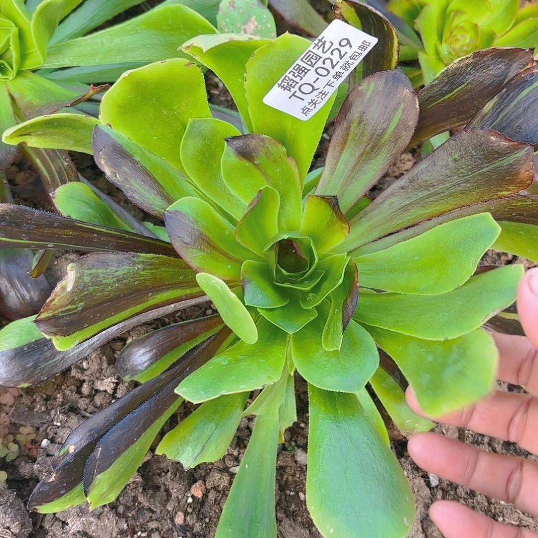 花斑路多肉植物229