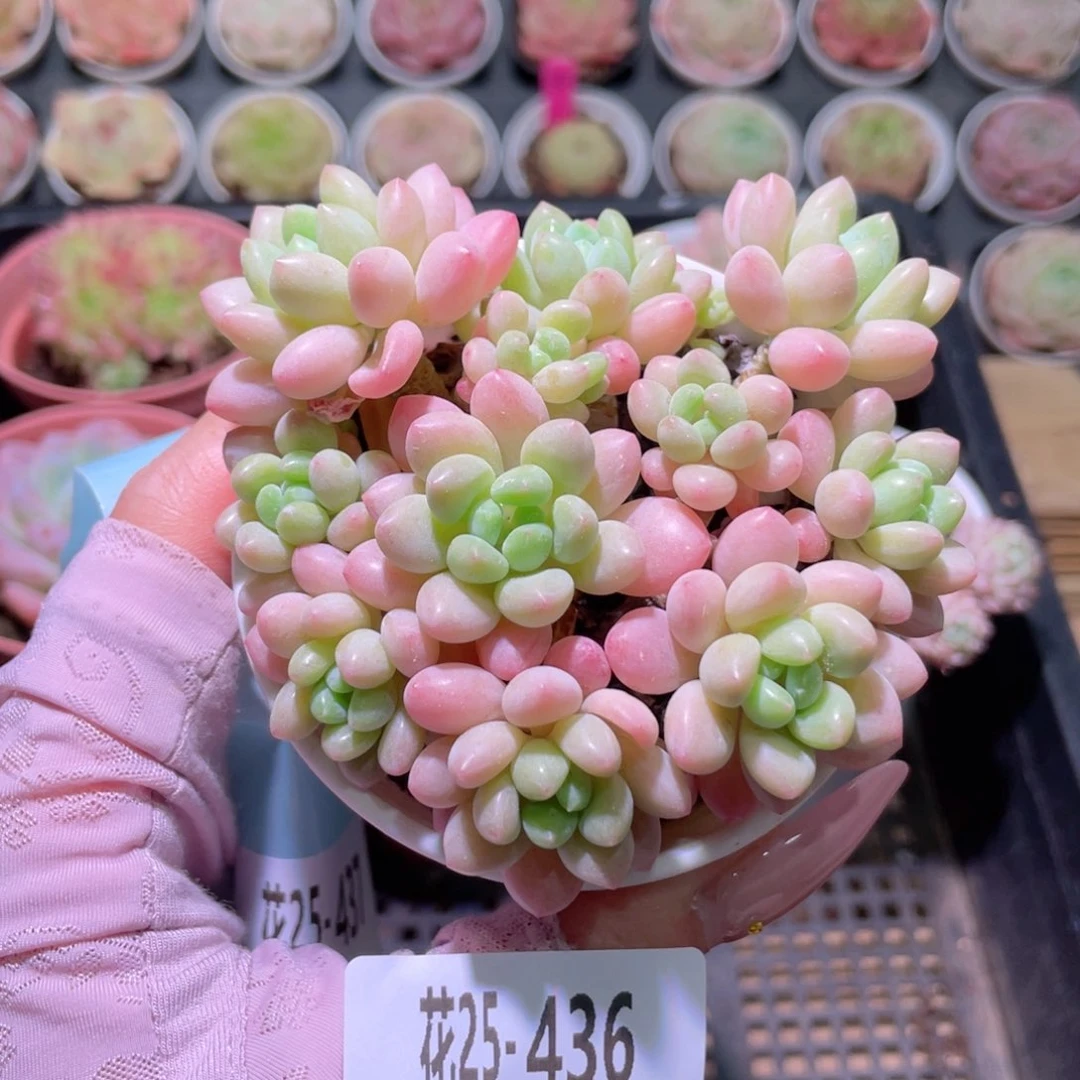 花利美25-436洛可可