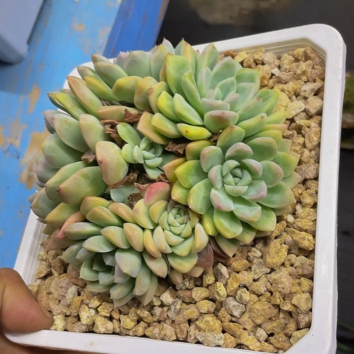一物一拍一物一拍
