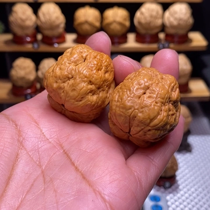 木质类平头蟾17号