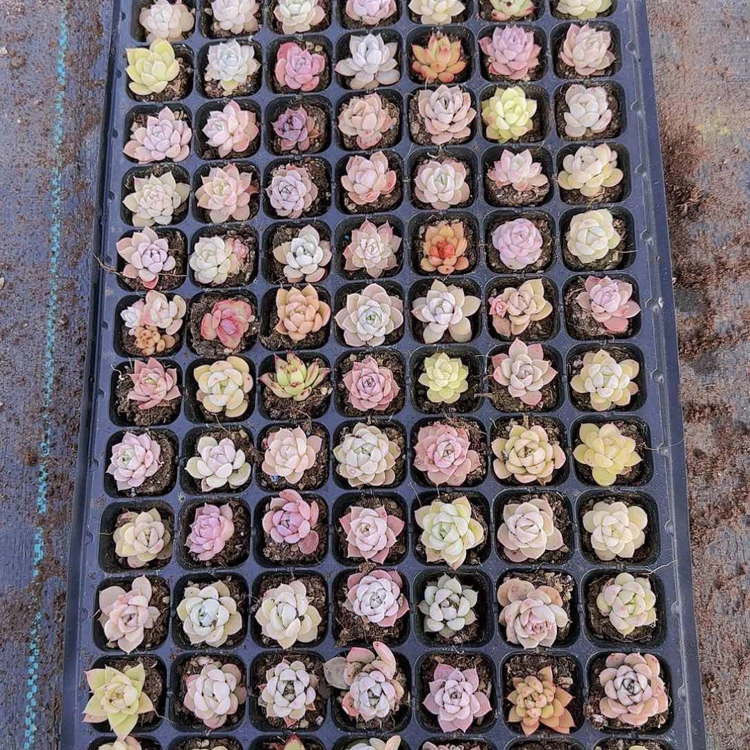 直播一物一拍多肉20