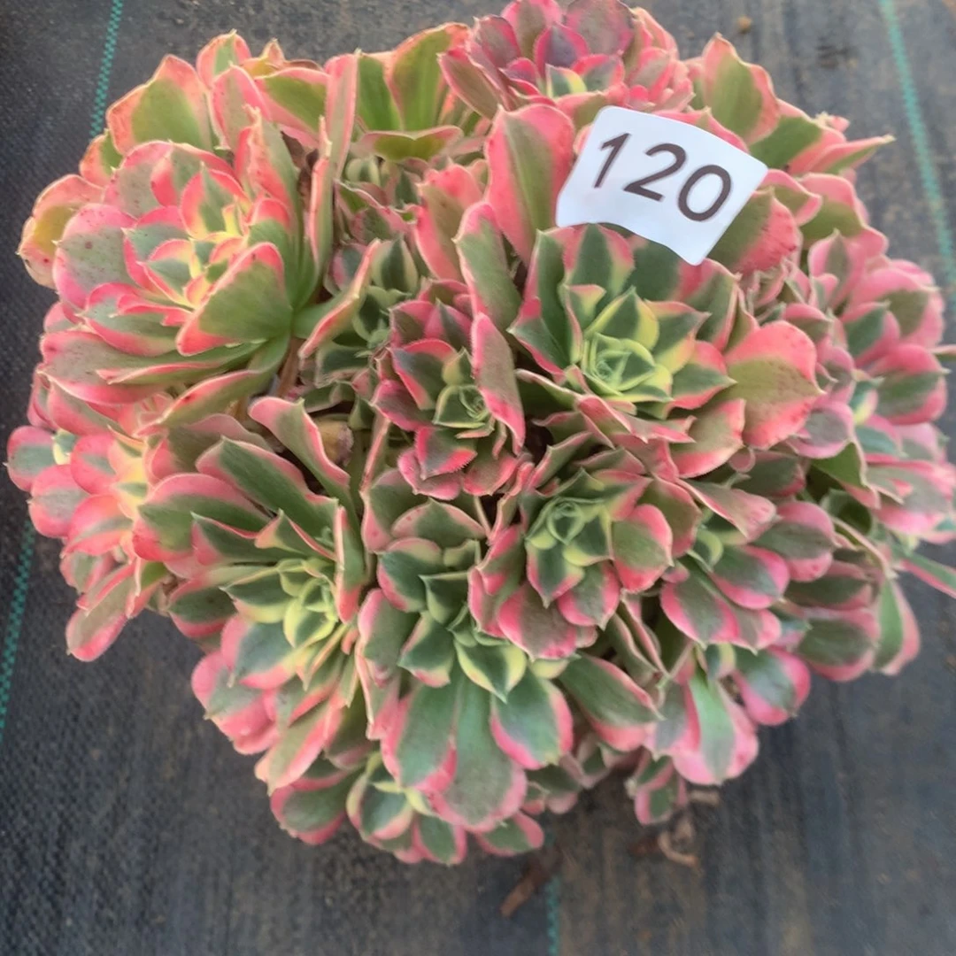 129白凤多多肉植物