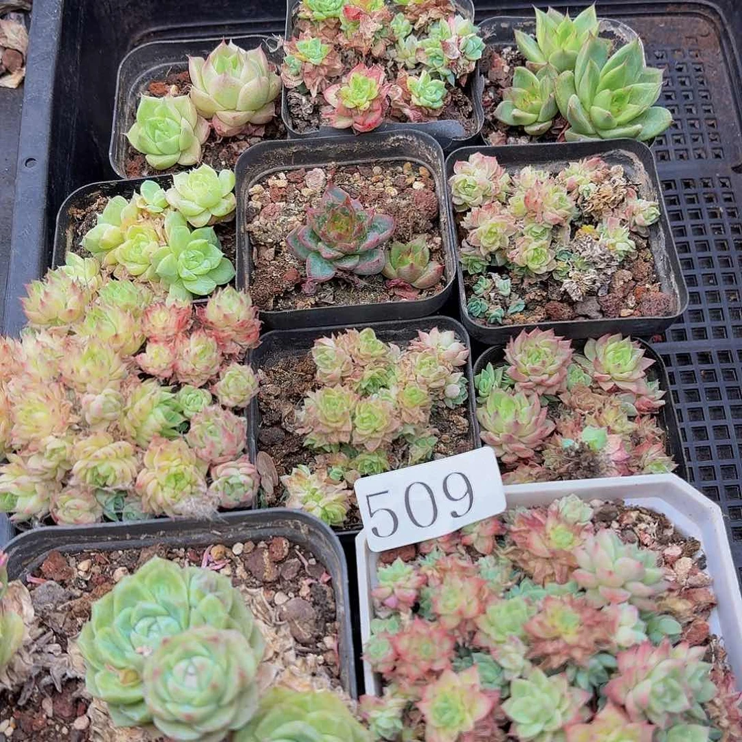 多肉植物多肉植物509