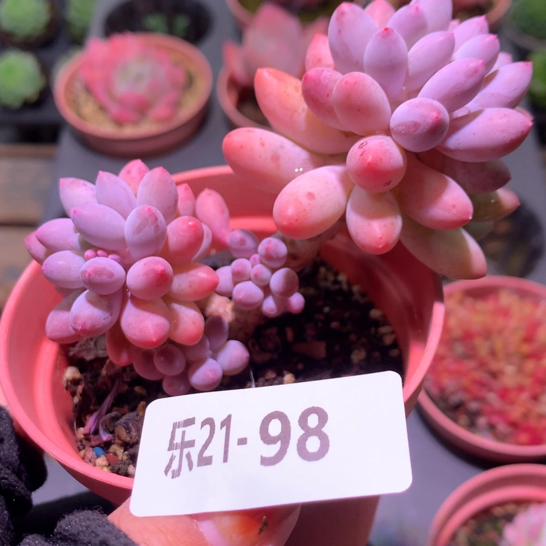 乐然21-98 婴儿手指 不包整