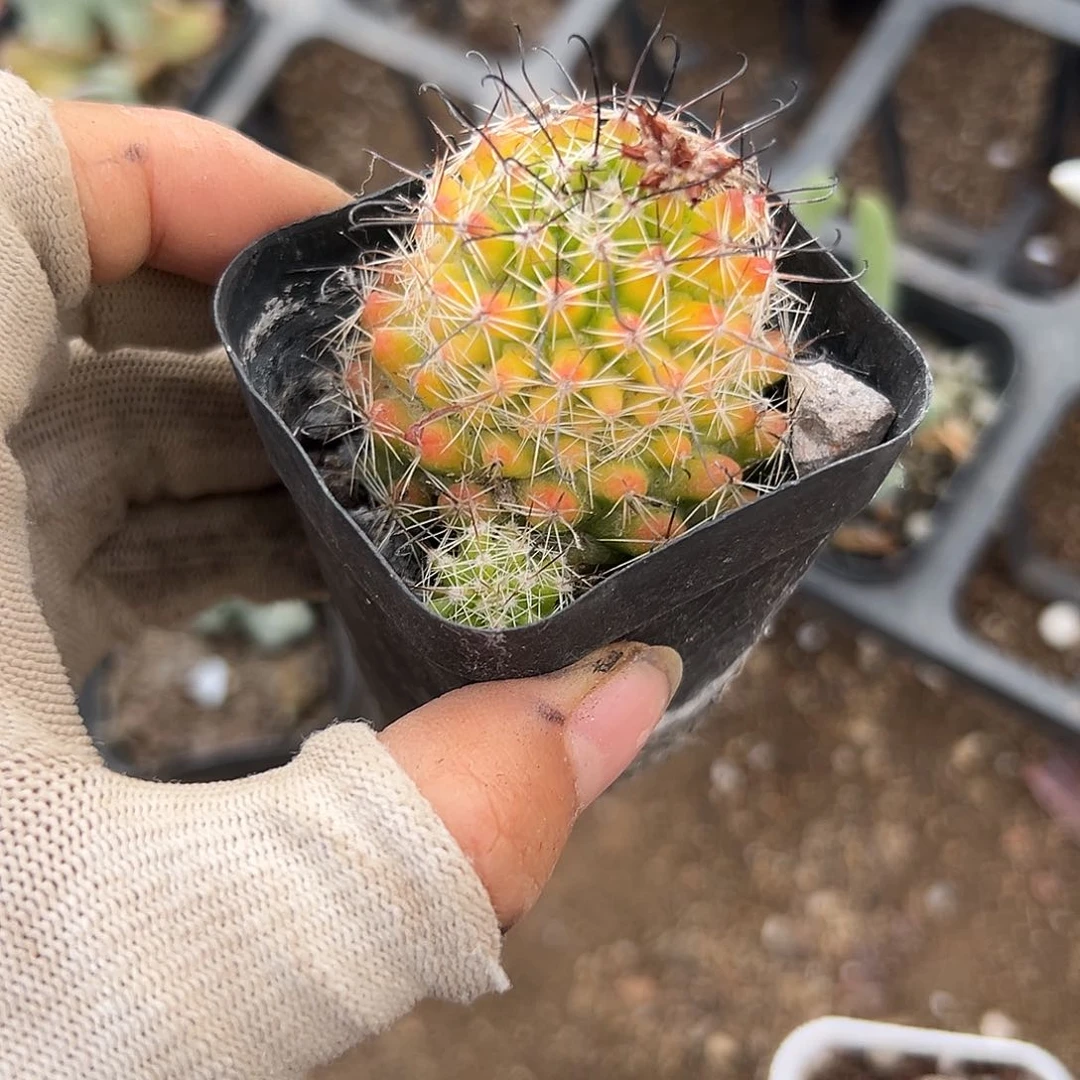 DVD们呃呃呃呃摸摸