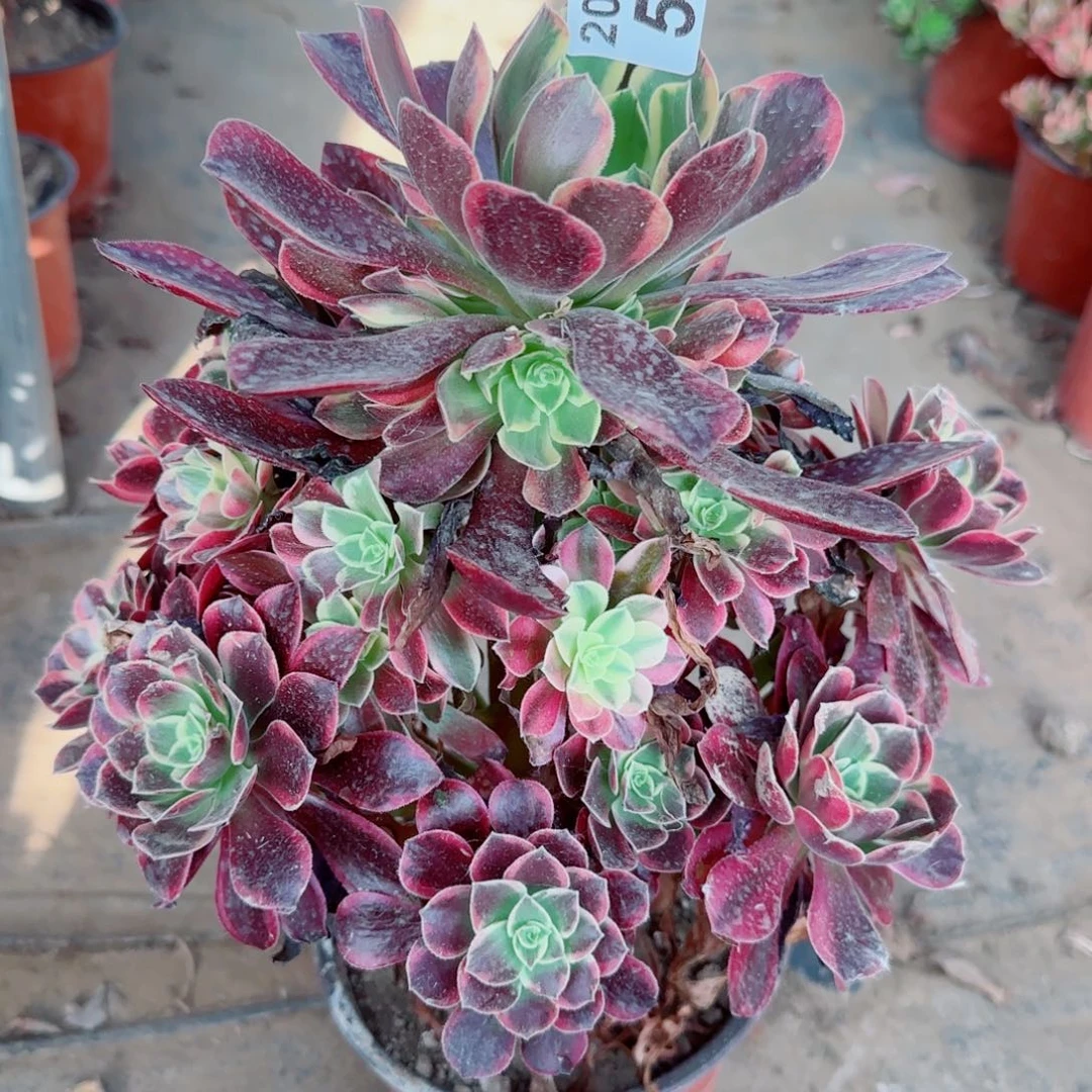 金丝多肉540满20包邮断枝不包