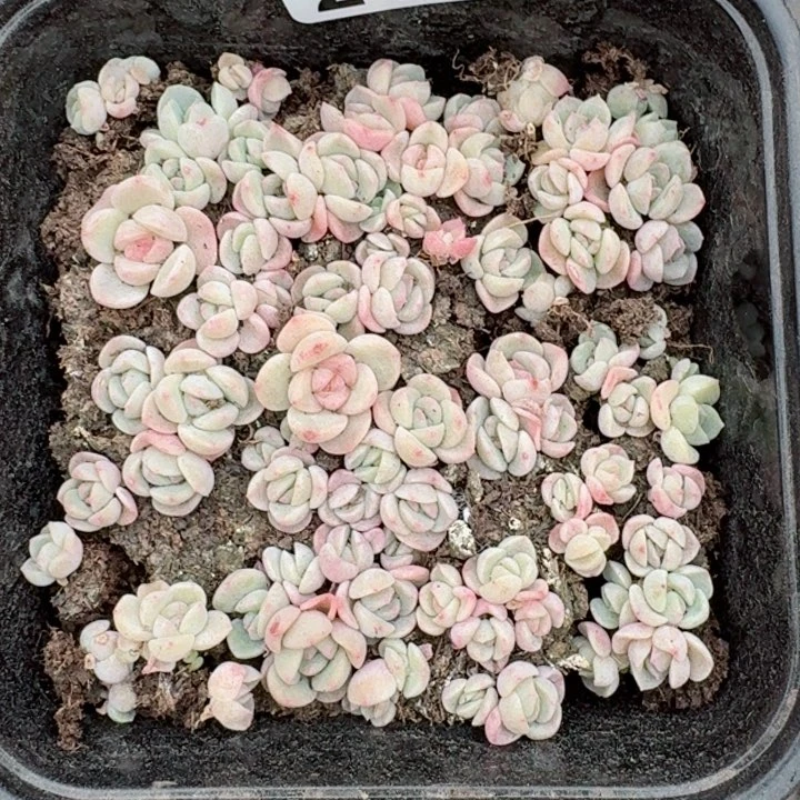 原****啊多肉植物多肉植物