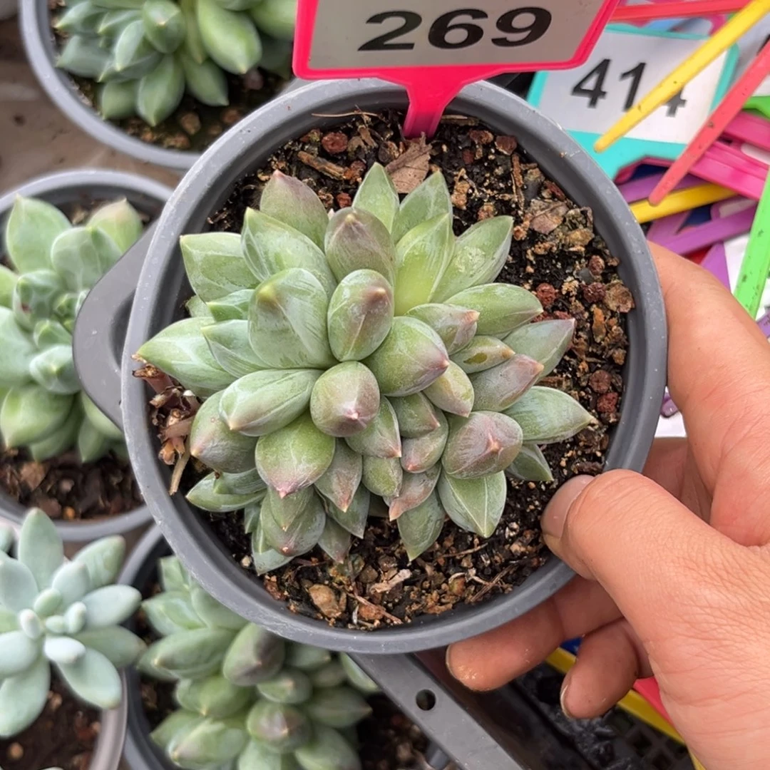 多肉植物彩体重楼群269