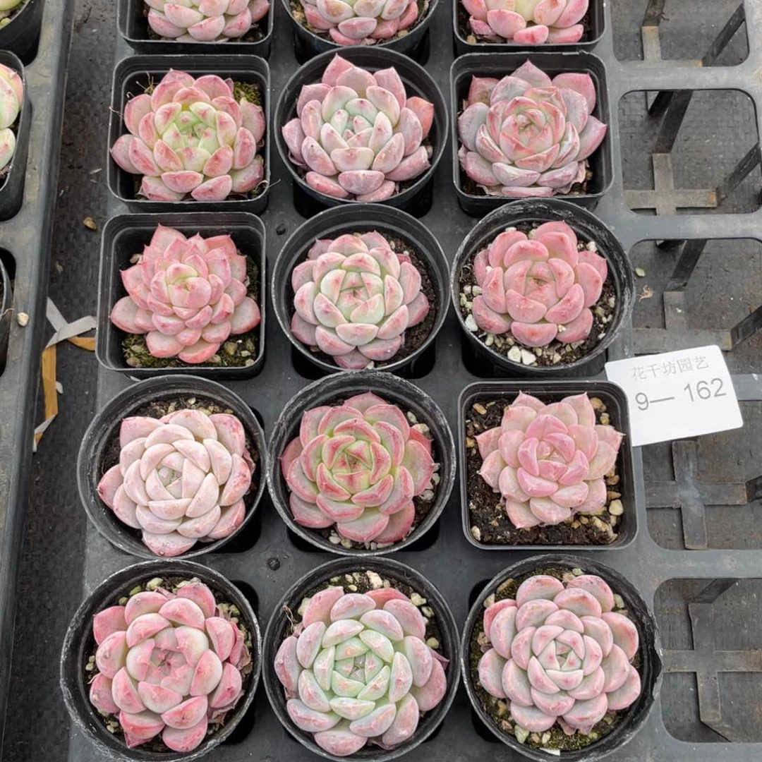 一物一拍18棵9-162