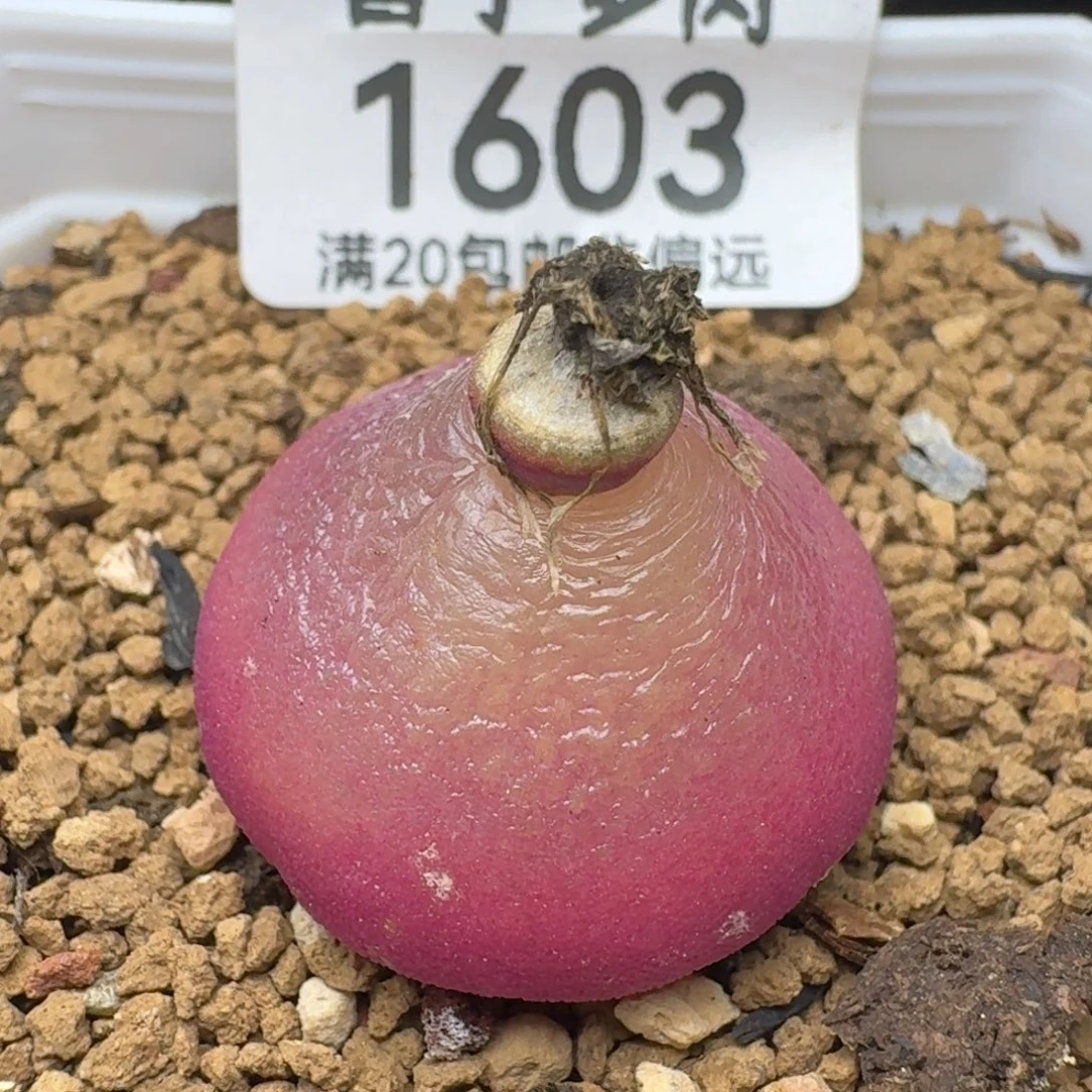 灯泡2.5带盆土。