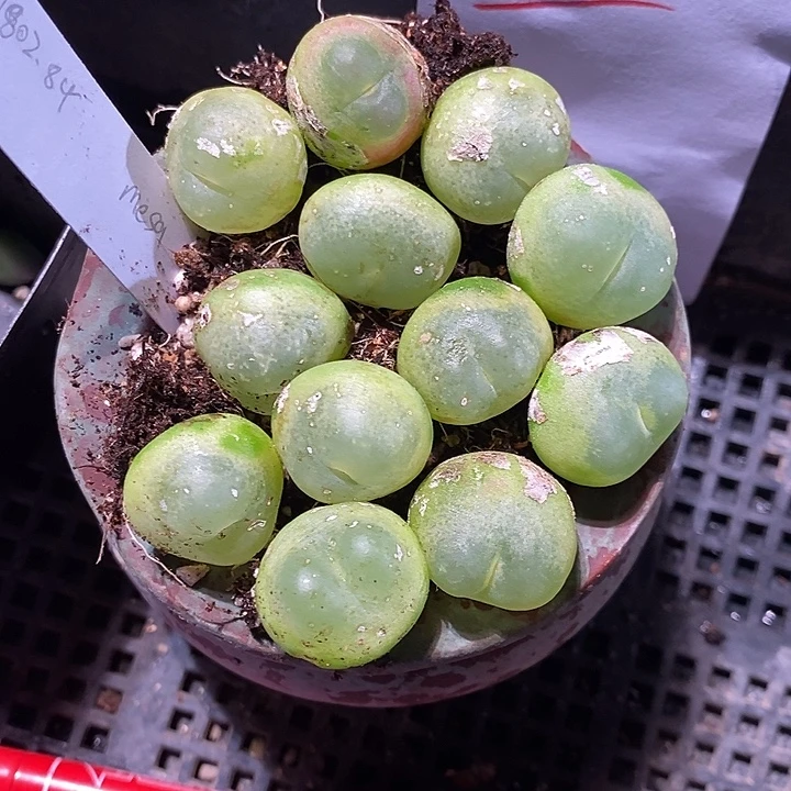 10302。  拉登2厘米以上有小点点一颗。