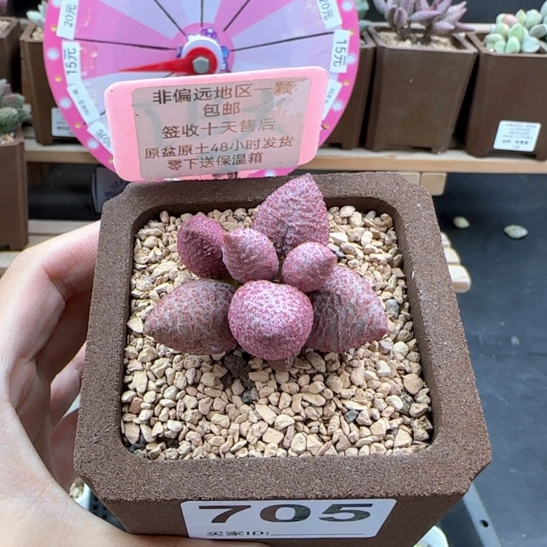 705糖果多肉植物
