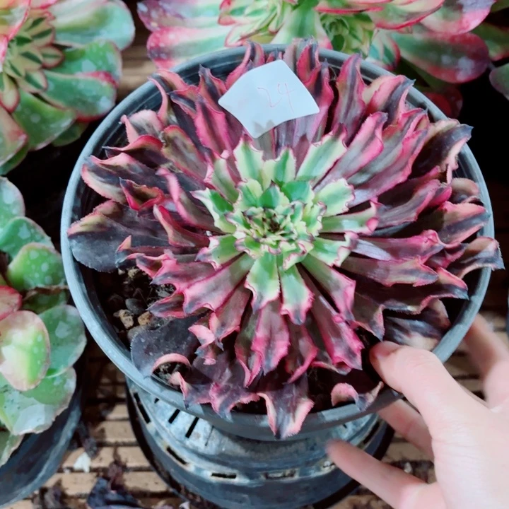 云南幽灵公主好看24号