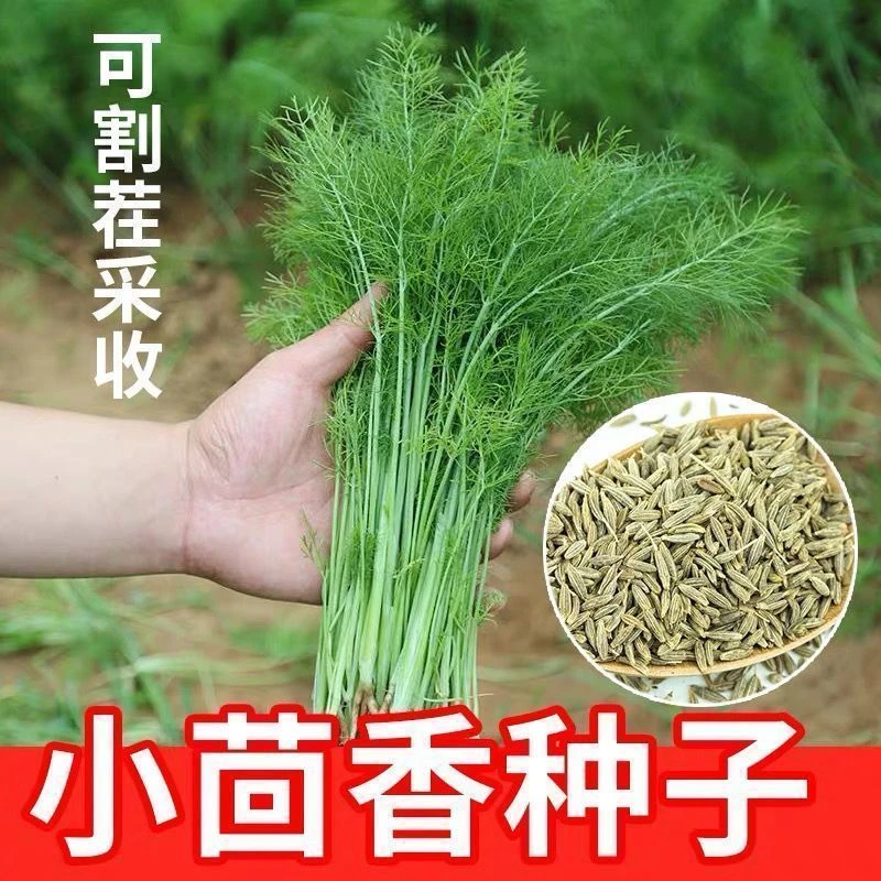 割茬茴香种子浓香型茴香菜回香小茴香种籽四季秋季耐寒农田清香
