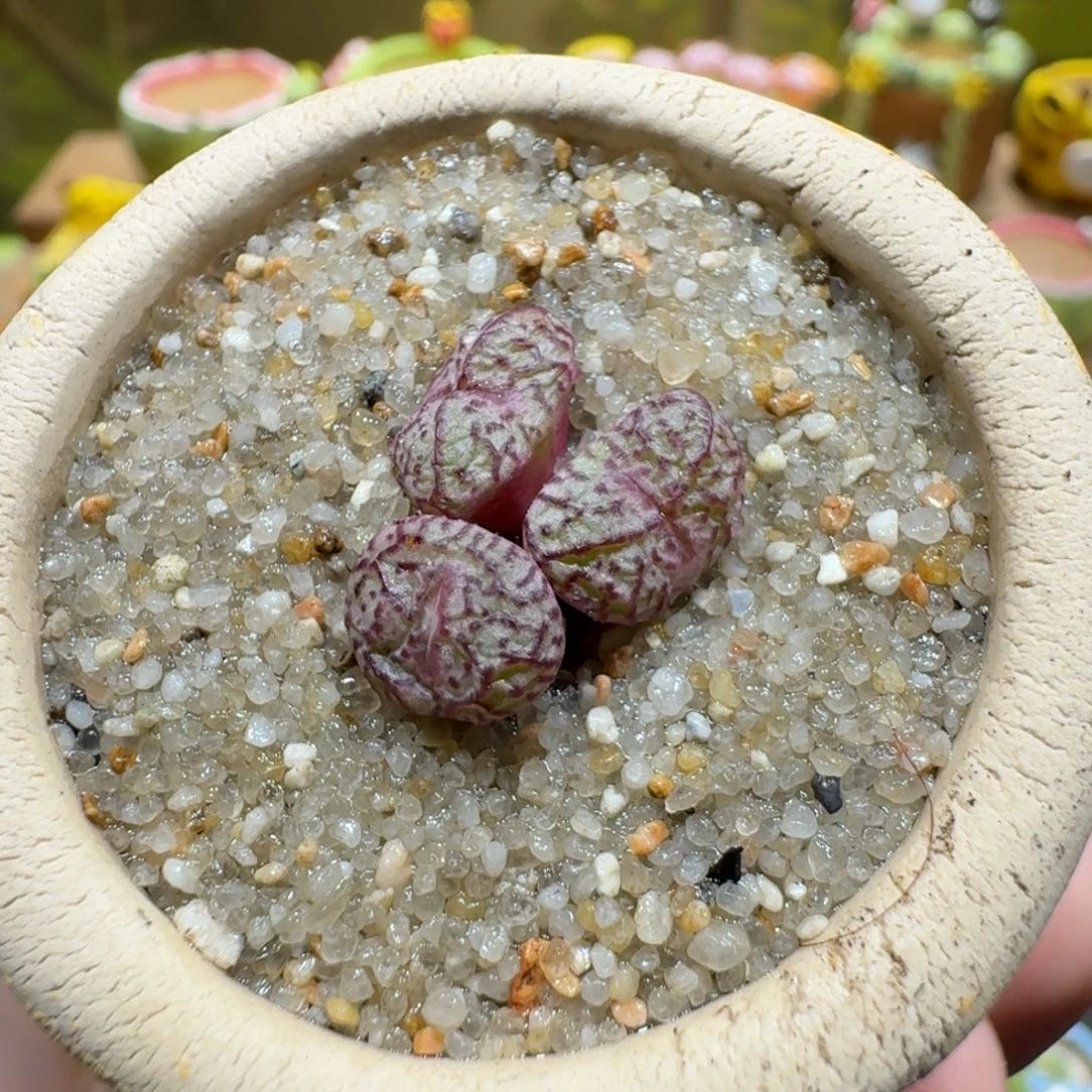 蘑菇1064肉锥群多肉植物