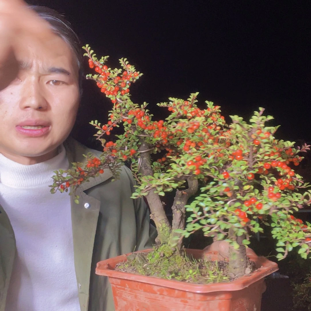 无花朵荀子盆景园区