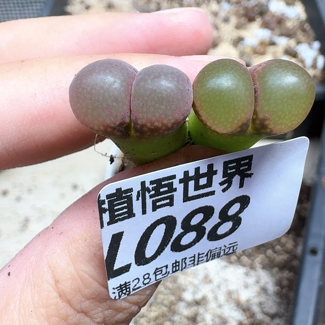 多肉W的润泽和地方