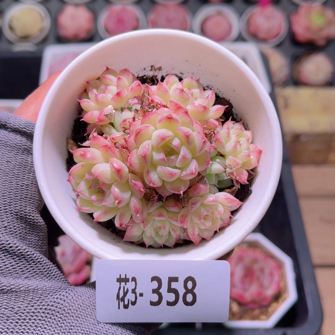 花03-358海王群生