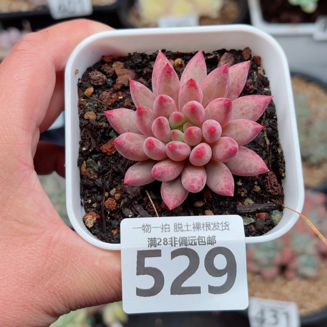 金鱼姬单头无盆土发货