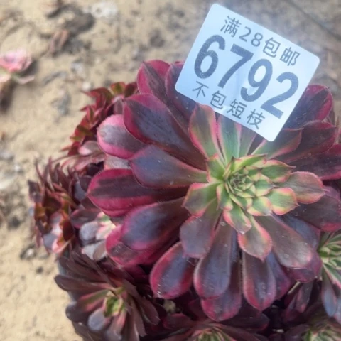 黑天鹅多肉植物法师6792