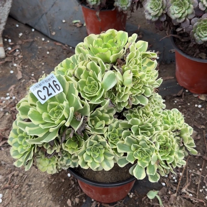 绿豆缀……多肉植物……