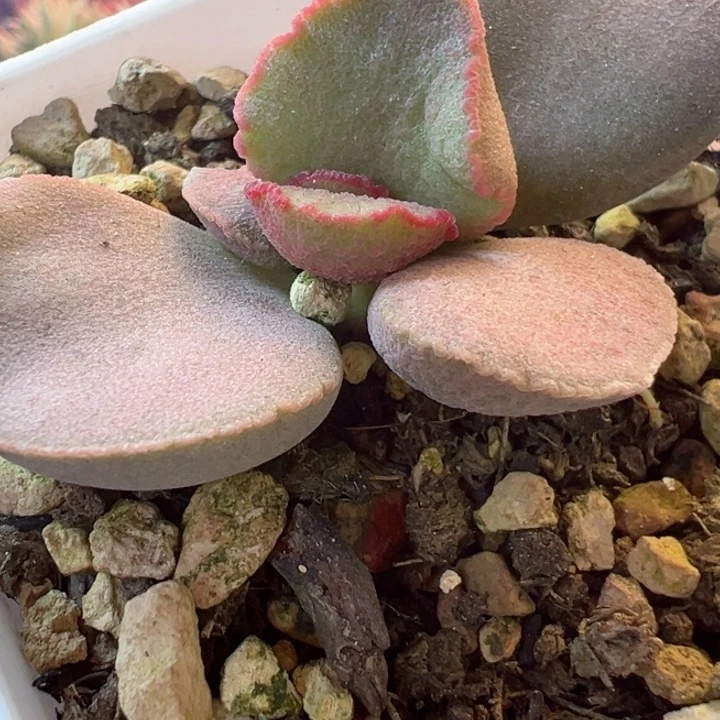 丁****ᰔ可以说我很喜欢你了