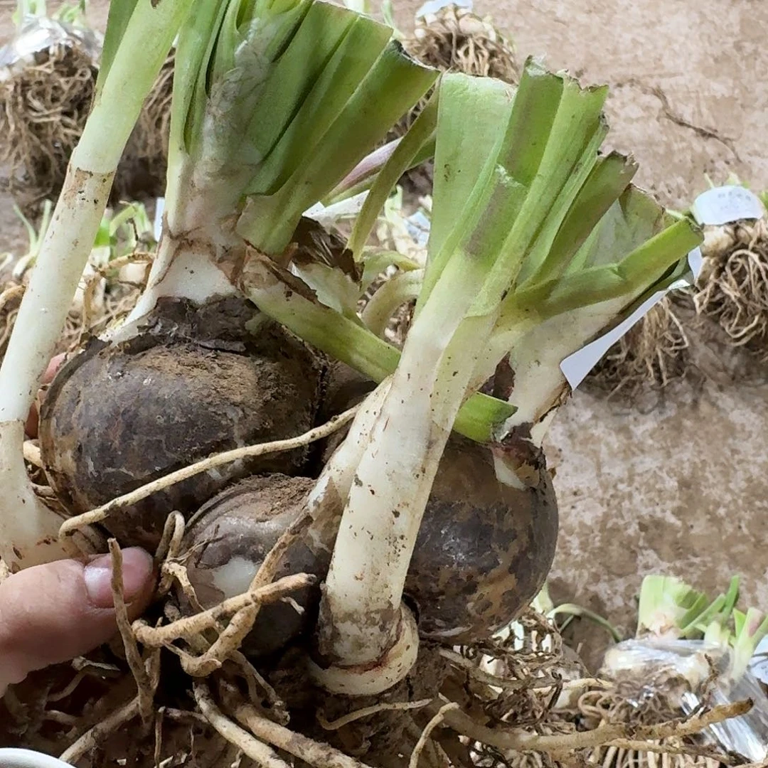 粉色荣耀双胞胎开花球