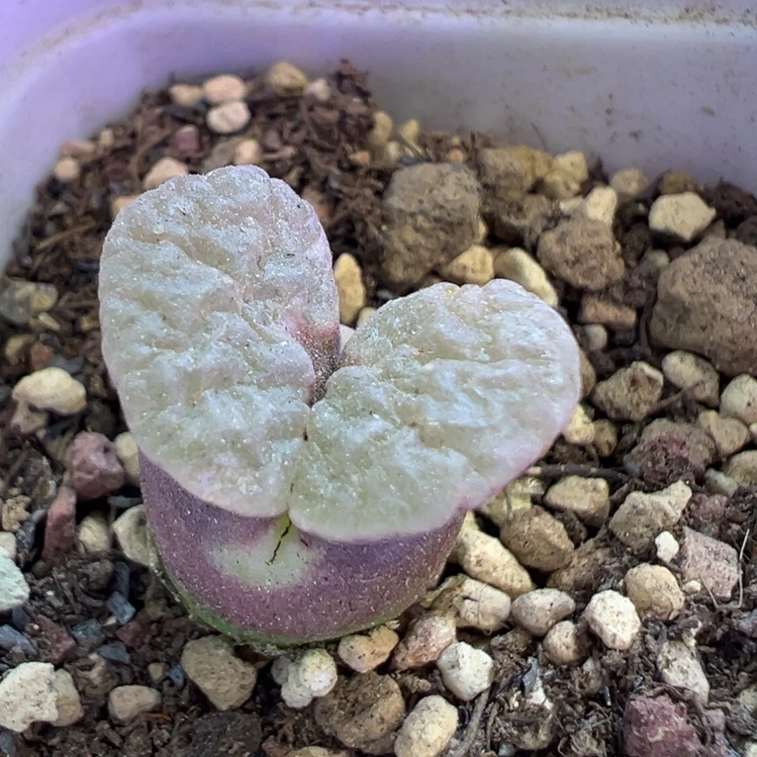 果***条专拍专拍  肉锥植物