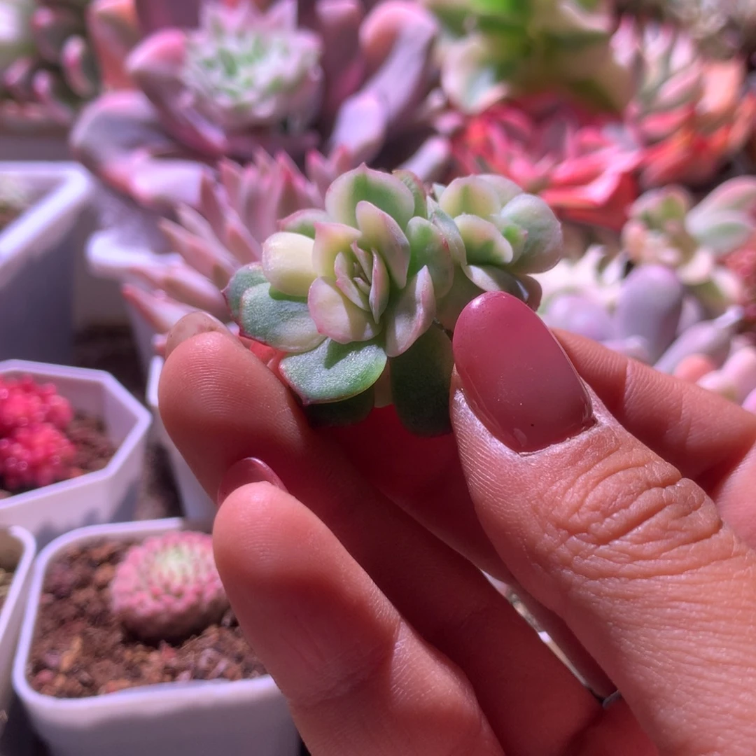 草莓蛋糕覆轮锦双头