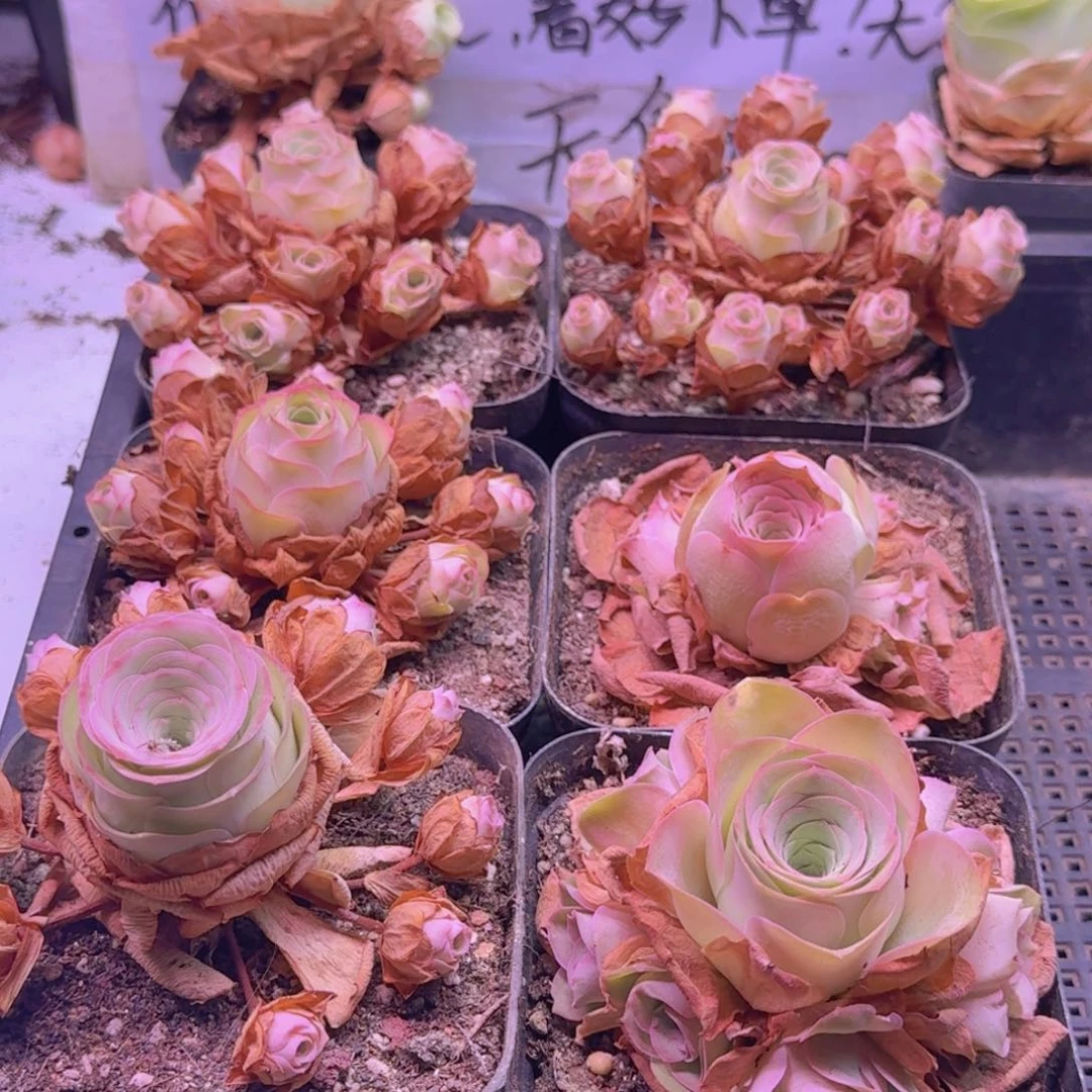 260山地玫瑰一物一拍无售后