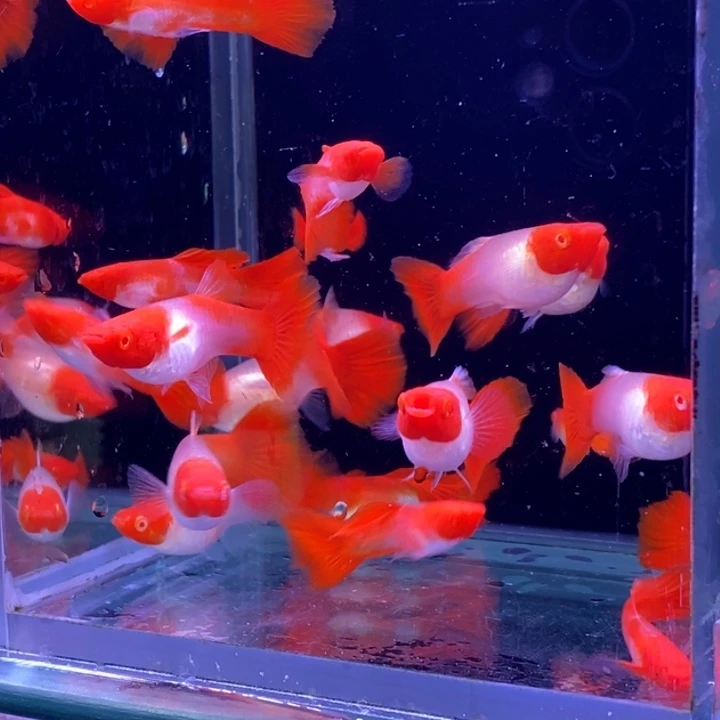 孔雀鱼福利红头20条包邮