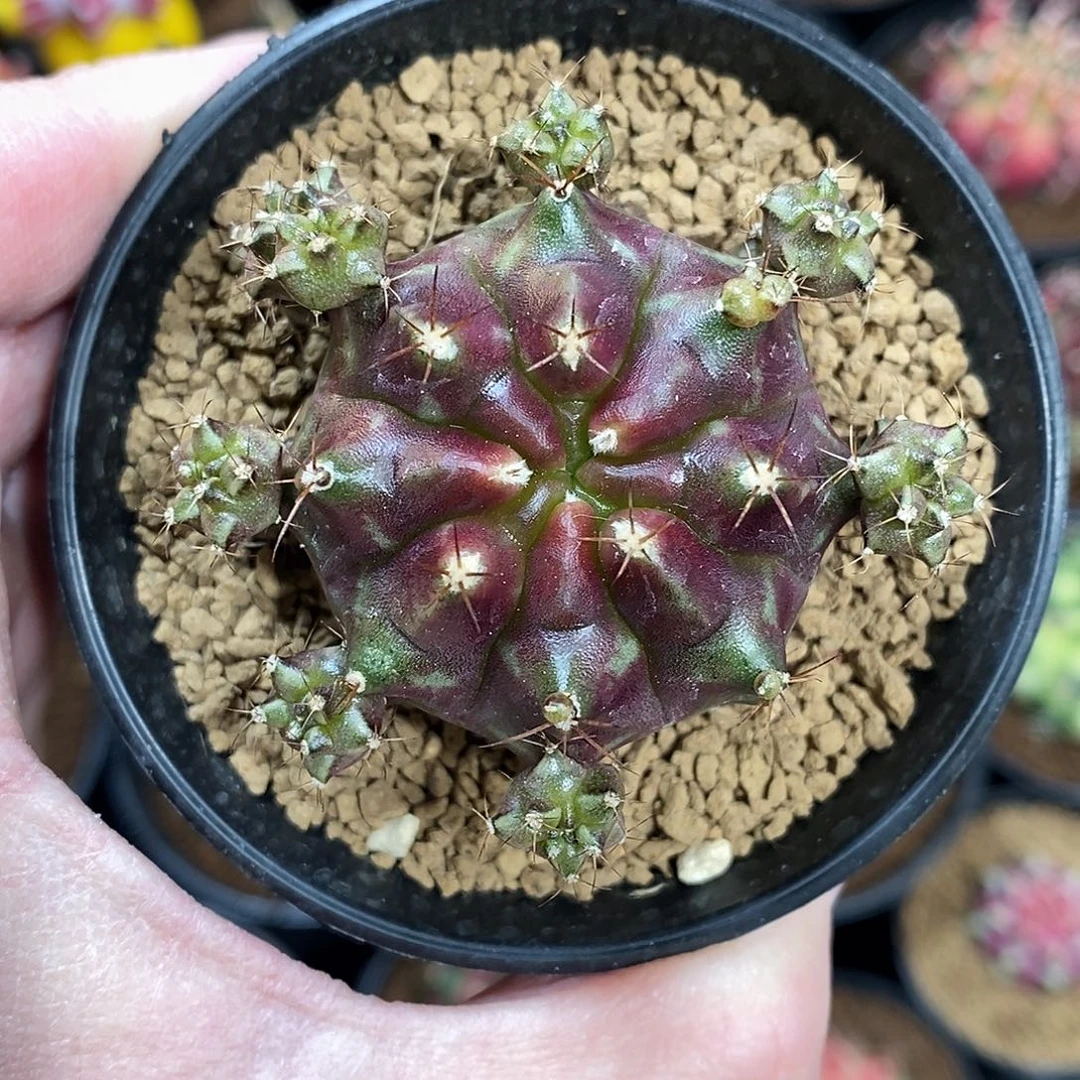 米哈仙人球皮色球侧芽009
