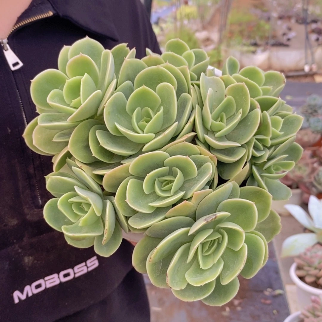 欣娜塔六头起发整桩