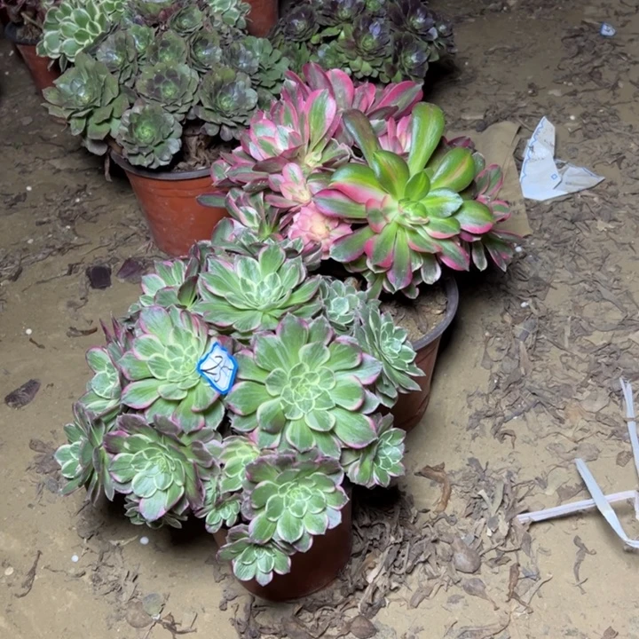 遇***.多肉植物妖月有砍25