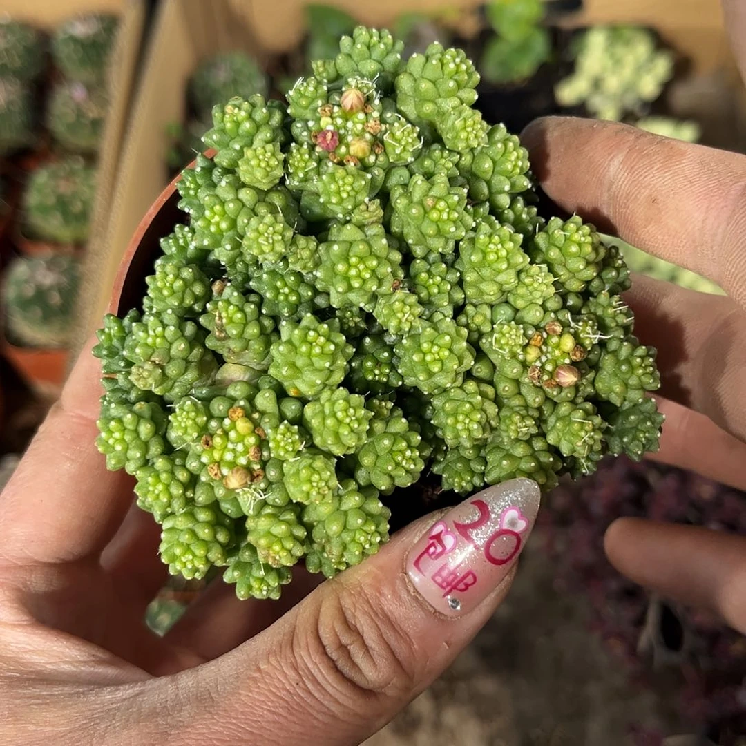 绿鸟群生有根发货