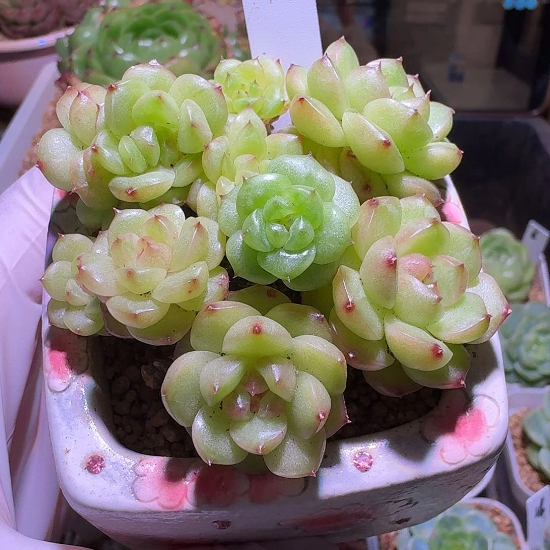 林**づ柠檬专拍哈哈哈哈