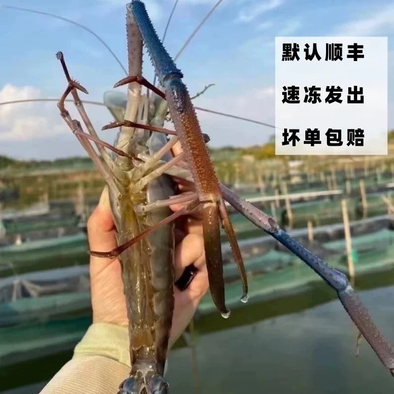 罗氏虾【6-8只/斤】大头草虾金钱虾鲜活速冻顺丰包邮